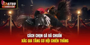 Cách Chọn Gà Đá